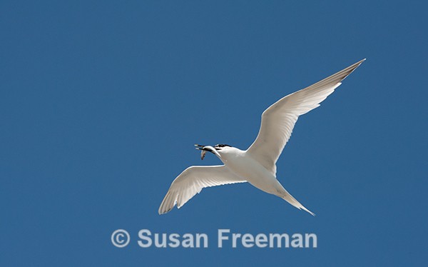 Sandwich Tern with Sand Eel - Nature
