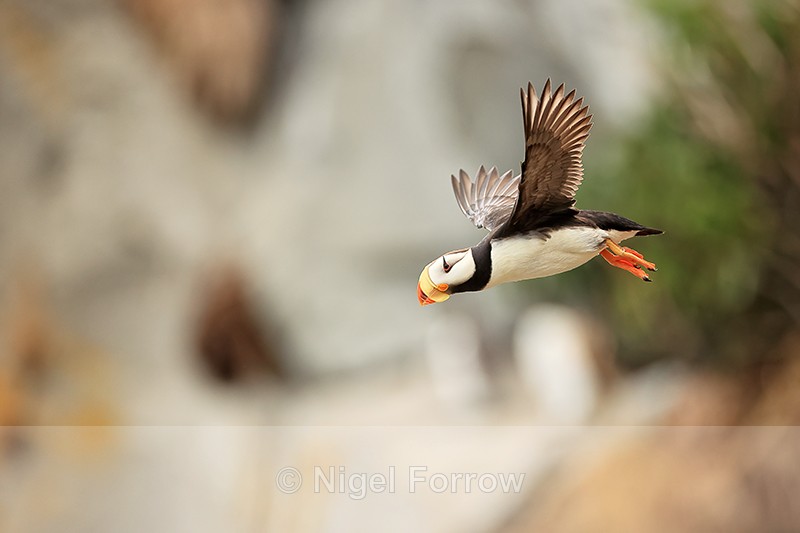 Horned Puffin flying from cliff out to sea, Duck Island, Alaska - Horned Puffin