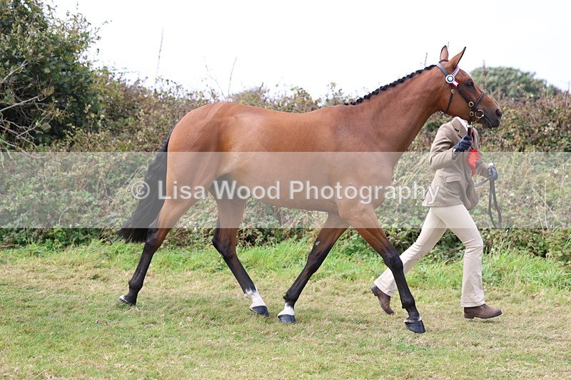 3E7A5663 - In Hand Championship