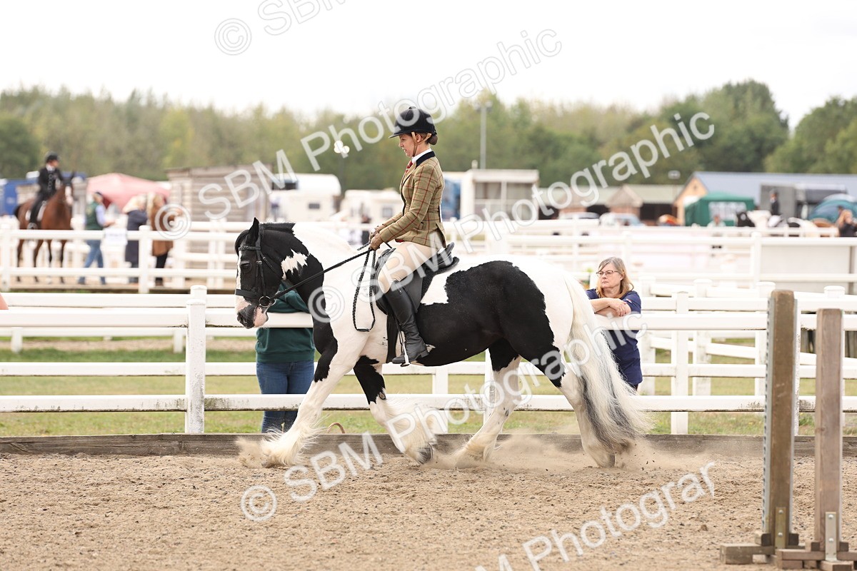 SBM_04240 - Class 54 - Riding Club Horse/Pony
