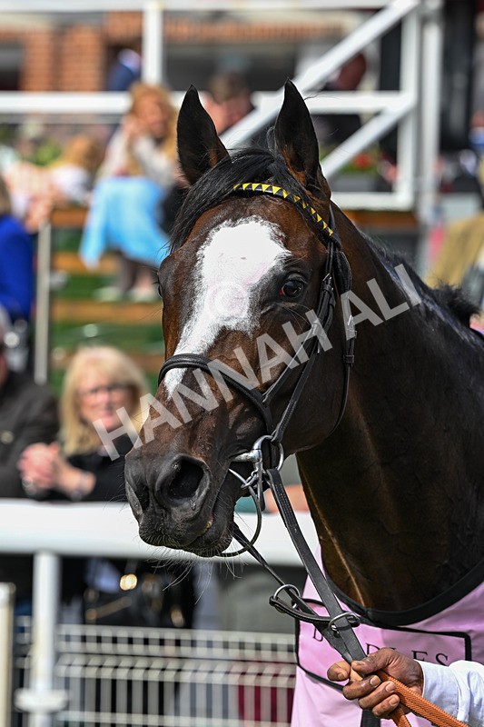 150526-Race 5-Rahiebb-8280 - Race 5 4.05pm Boodles Yorkshire Cup Stakes