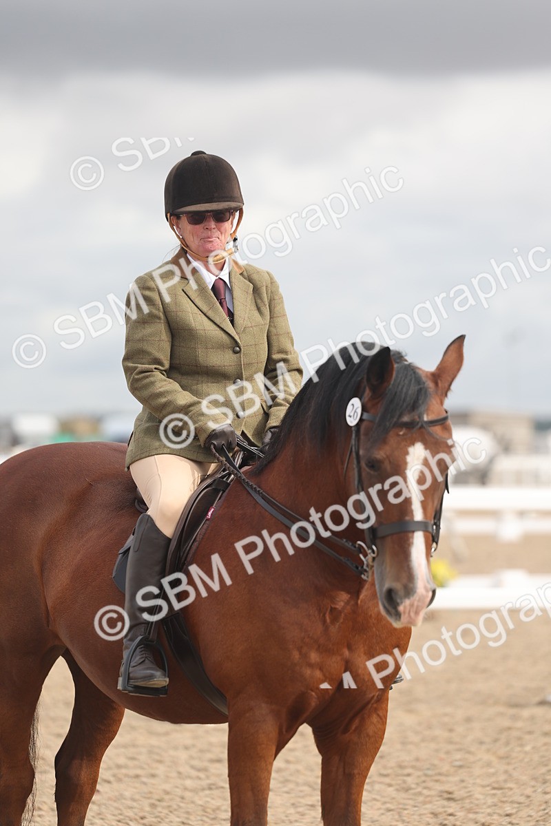 SBM_04435 - Class 18 - Handsomest Gelding (IH or Ridden)