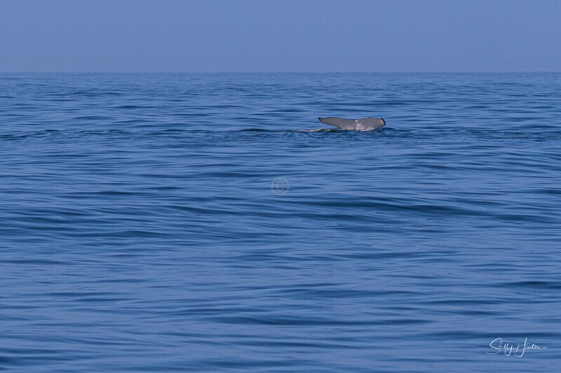 0A3A7776 Big Ocean one fluke - Humpback Whales