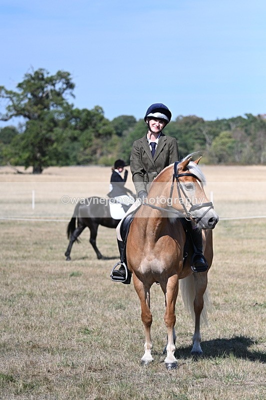 WJ7_1267 - Class 41 Prettiest Mare