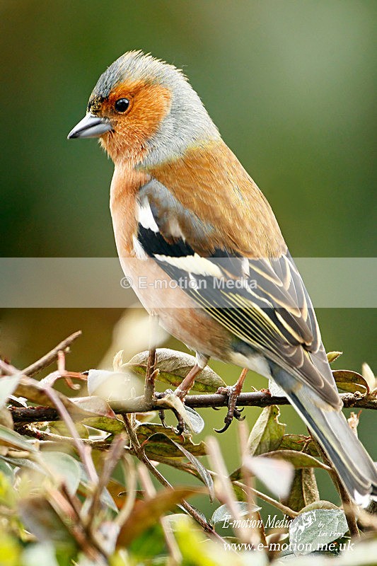 Chaffinch m 270310 - Nature