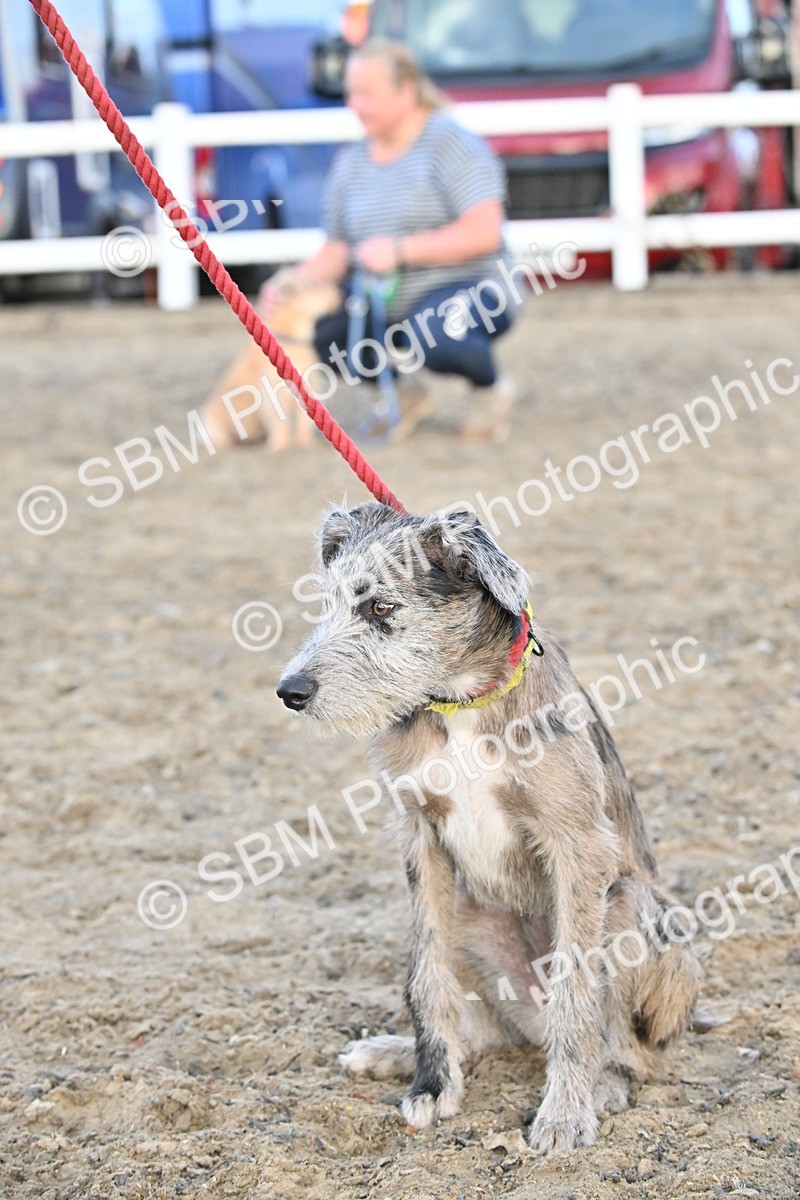 SBM_09615 - Lorry Dogs