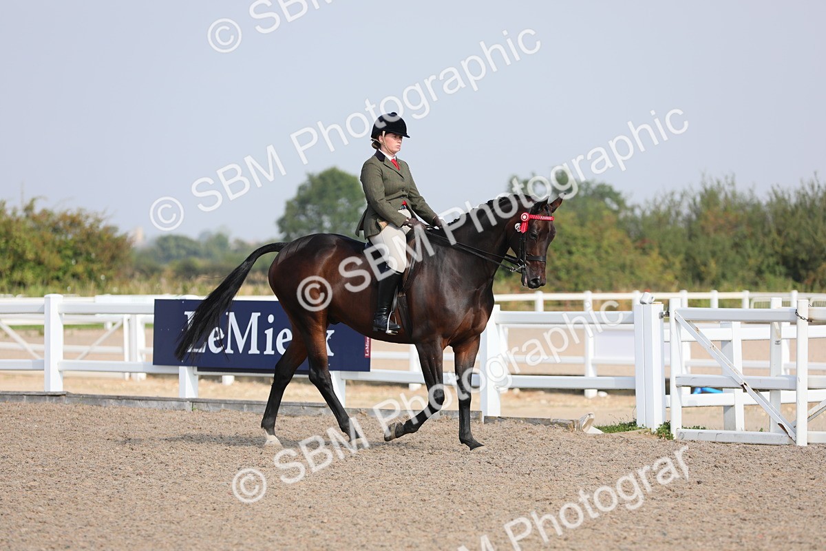 SBM_11319 - Class 305 Ridden Foreign Breeds- Pure Bred