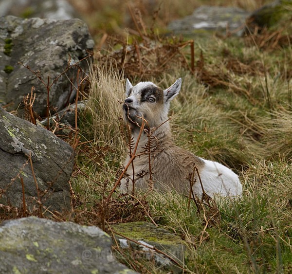 WELSH MOUNTAIN GOATS - MOUNTAIN GOATS (WELSH)