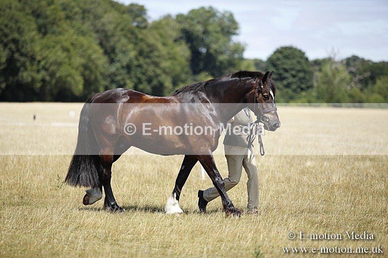 _C7A0026 - BVRC Sow 2018 Ring 2