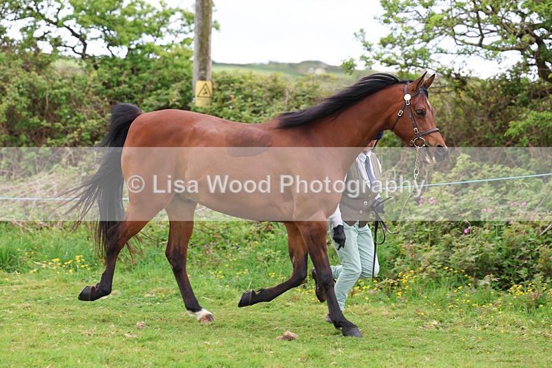 3E7A0774 - In Hand Championship