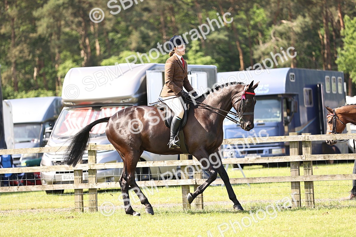 SBM_12979 - Class 75-76 LIHS BSHA Rising Star Hack Riding Horse