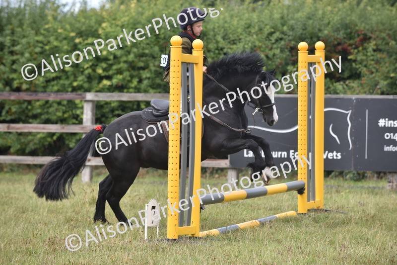 20250831-1864 - Class 9 - Absolute Novice 45cm