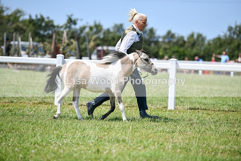 DSC_7301 - Class 62: Coloured Pony Youngstock
