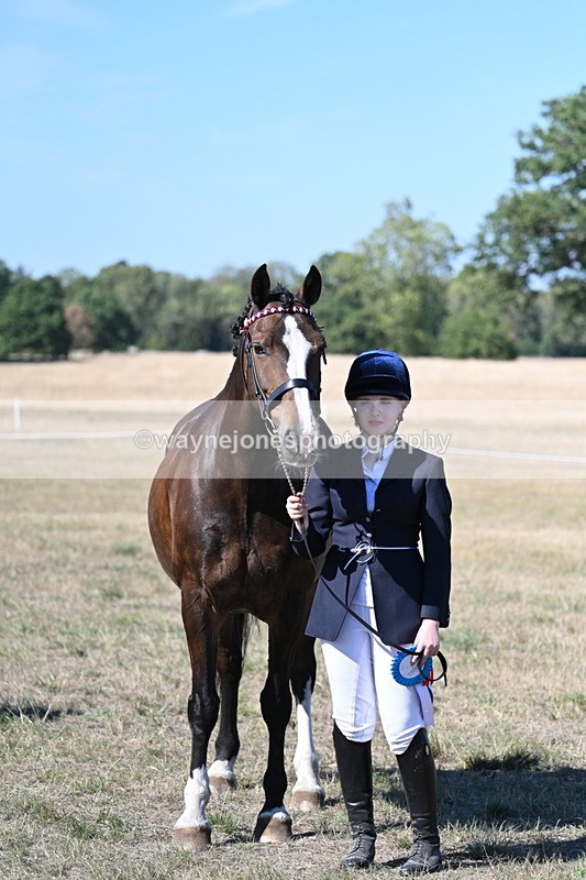 WJ7_1672 - Class 42 Most Handsome Gelding