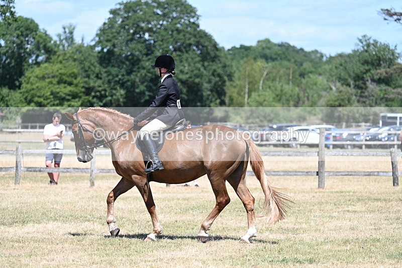 WJ7_3009 - Class 7 Riding Club Show Horse