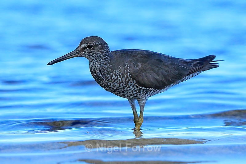 Wandering Tattler close, Ke'e Beach, Kauai - Wandering Tattler
