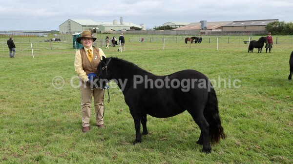untitled-7054 - Shetland Pony Show