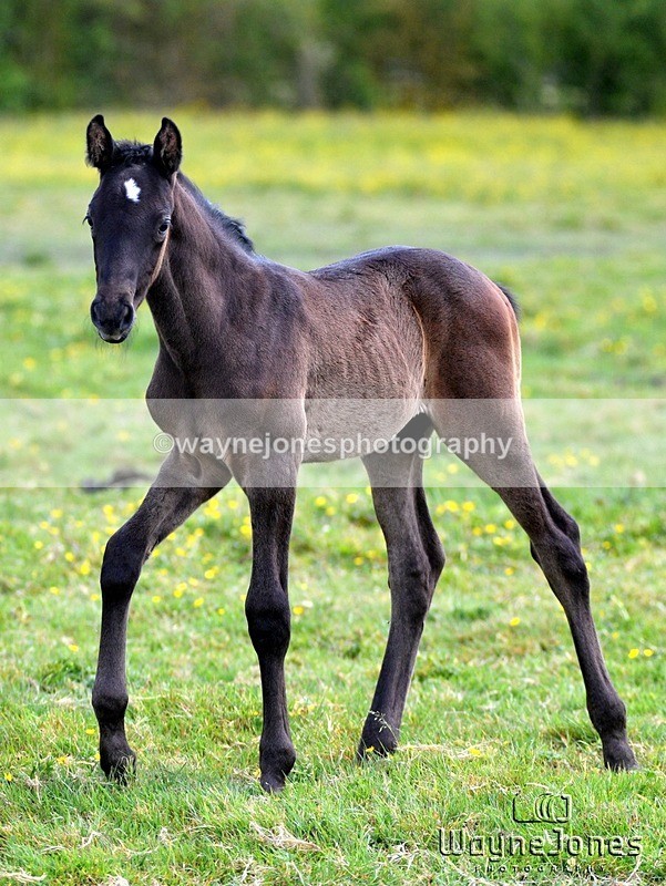 WJ5_4107 - Lyford Stud - Foals 01-06-25
