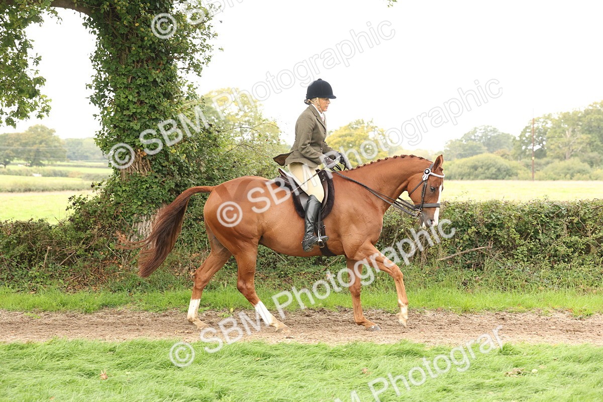 SBM_64207 - S65 - Riding Horse & Hack & Thoroughbred Ridden