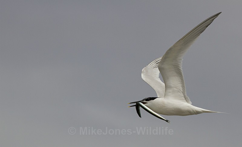 Sandwich Tern with Sandeel, Cemlyn Bay, Anglesey, North Wales - Terns, Sandwich, Artic and Common