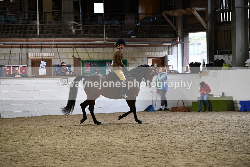 WJ5_8901 - Class 15 Ridden Show Horse