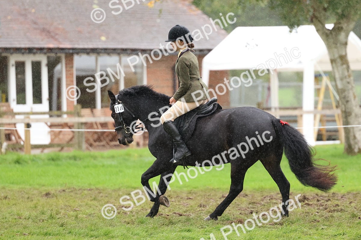 SBM_69700 - S62 - Mountain & Moorland Ridden Large Breeds