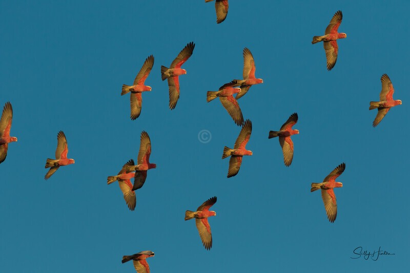 Galahs in Flight 1 - Galahs