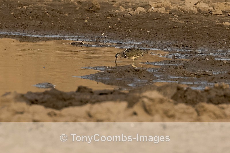 Painted Snipe - Mana Pools ~ The Birds