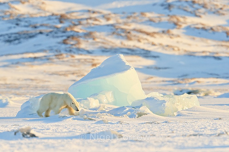 Female Polar Bear passes iceberg, Svalbard, Norway - Polar Bear