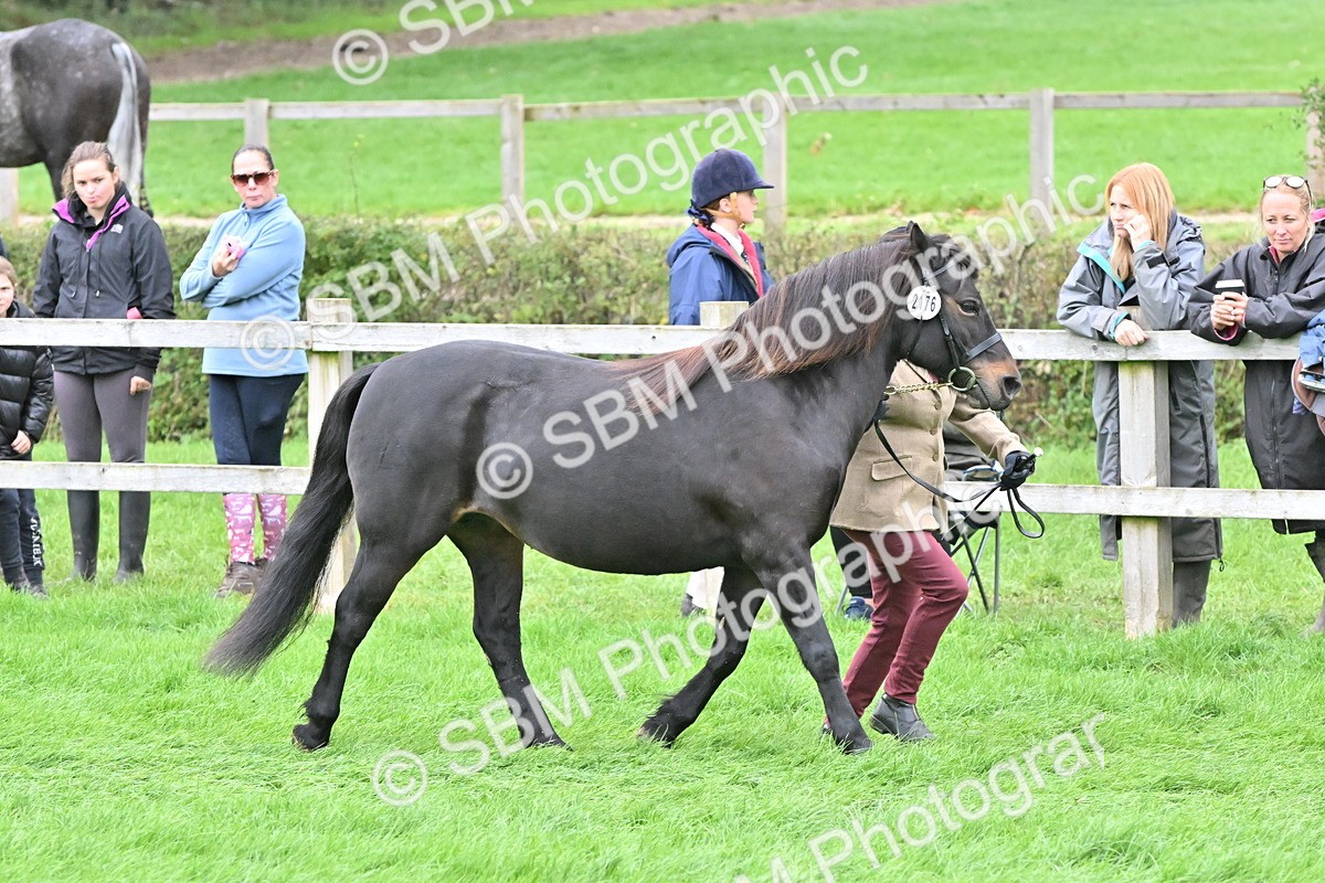 SBM_60973 - S48 - Mountain & Moorland In Hand Small Breeds