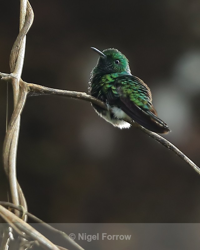 White-tailed Emerald (male), Boquete, Panama - White-tailed Emerald