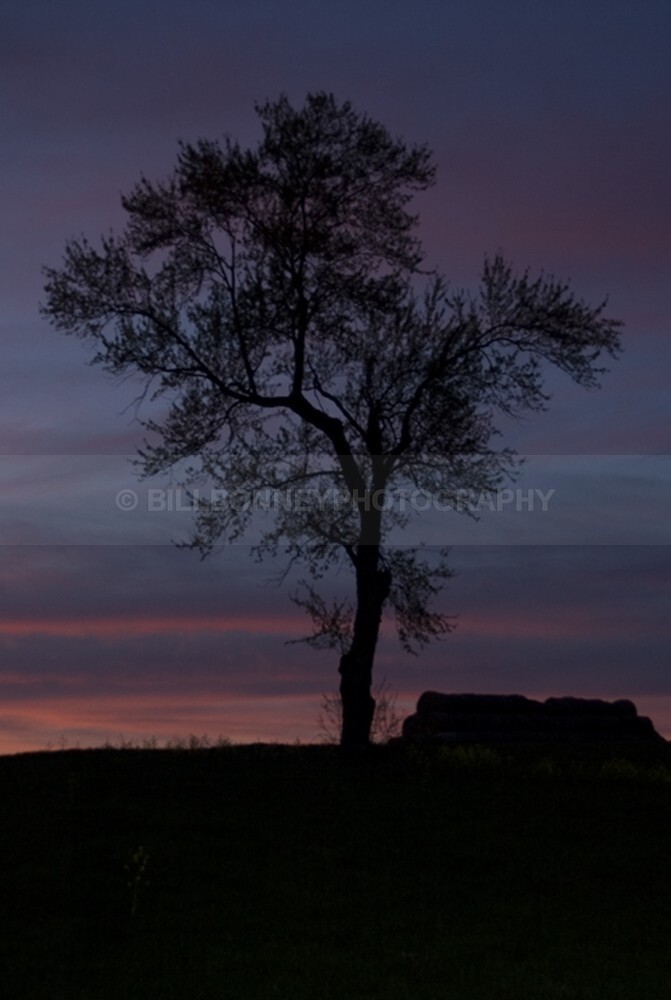 96 - The Tree Project