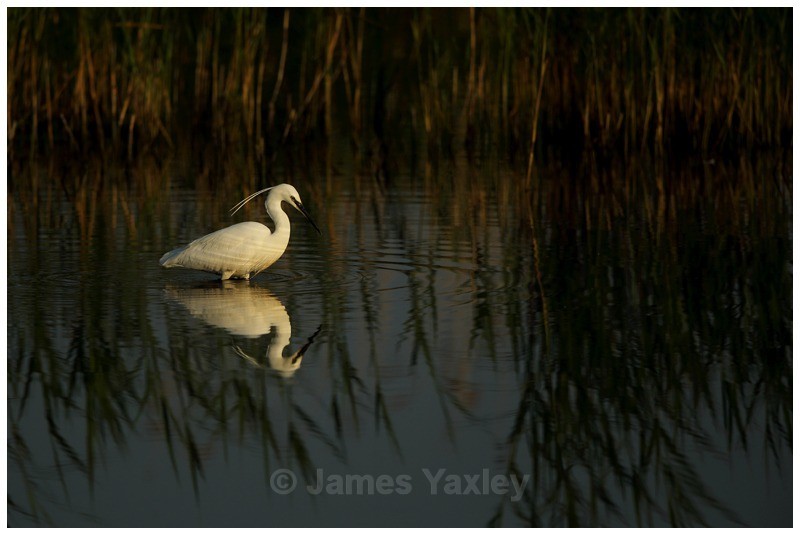 Little Egret Fishing - River Scrape & Lake