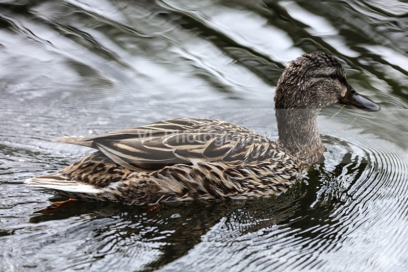 Duck - Animals and Birds