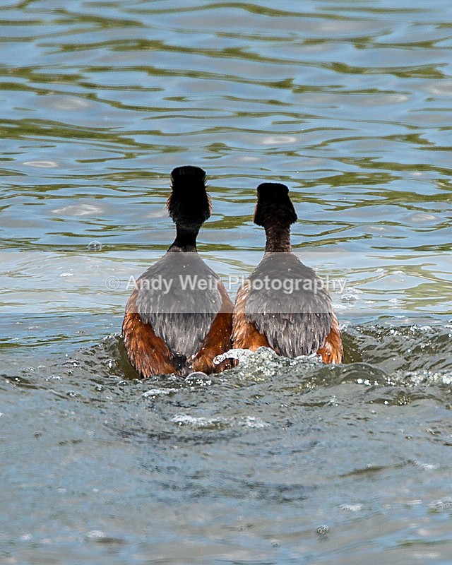 20140427-3K8A0569 - Black-necked Grebe