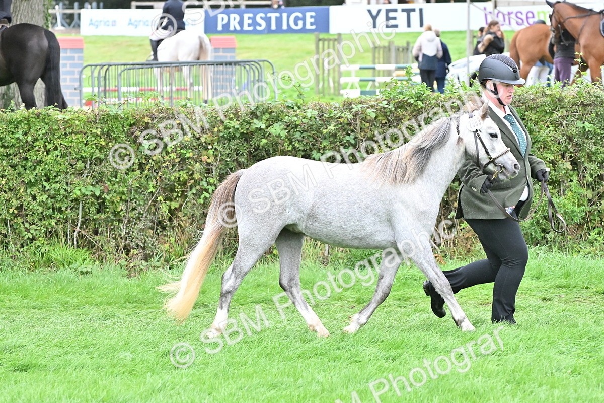 SBM_61012 - S48 - Mountain & Moorland In Hand Small Breeds