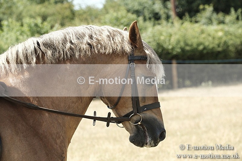 _PJP5977 - BVRC Show 2018 Ring 1