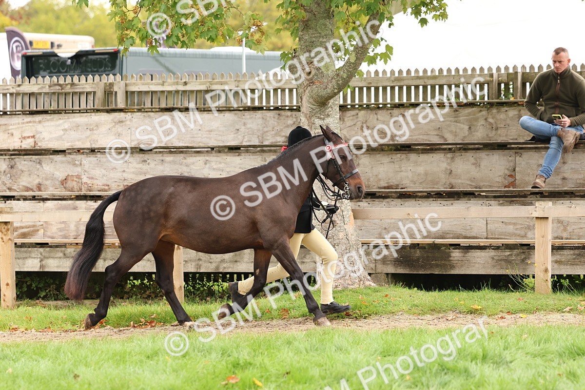 SBM_59863 - S36 - Rehabiliated Rescue Horse & Pony In Hand & Ridden