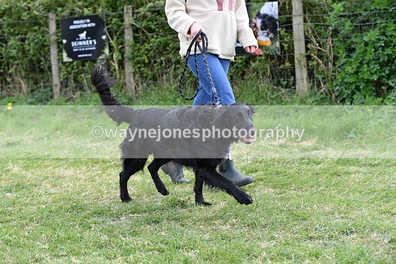 WJ5_0075 - Class 5 Best Veteran / 7 years & over