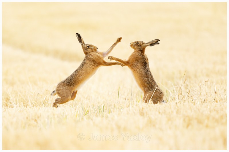 Mad July Hares - Latest Work