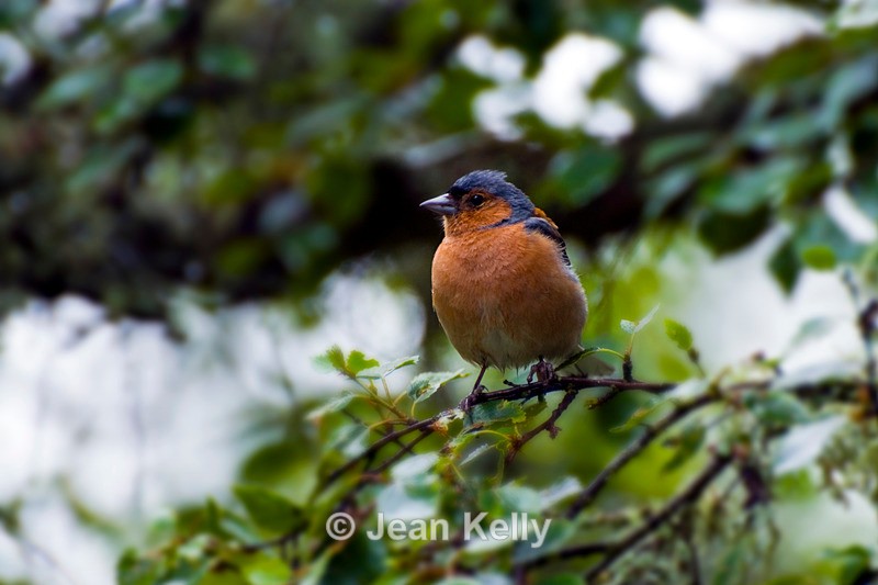 Chaffinch - 9063 - Birds