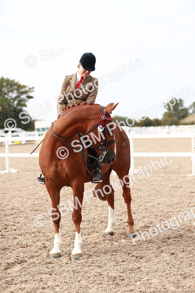 SBM_17564 - Class 215 Ridden Hack/ Riding Horse