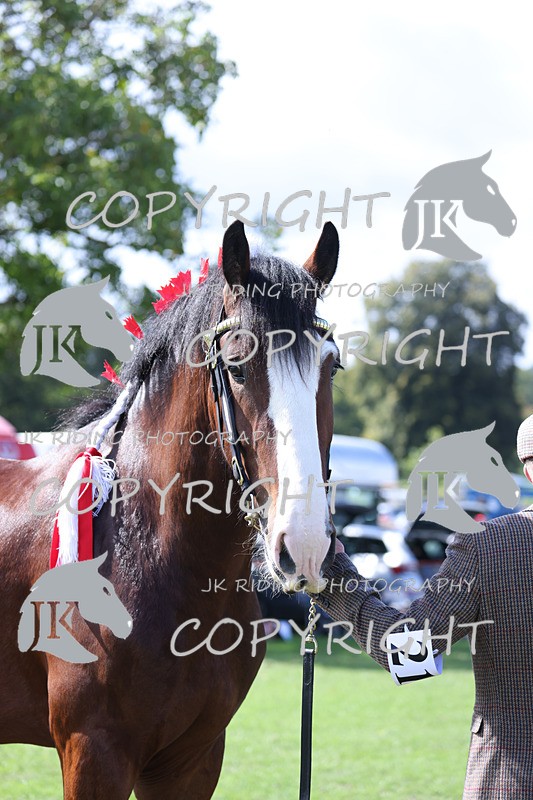 APP_3164 - Class 3 Youngstock