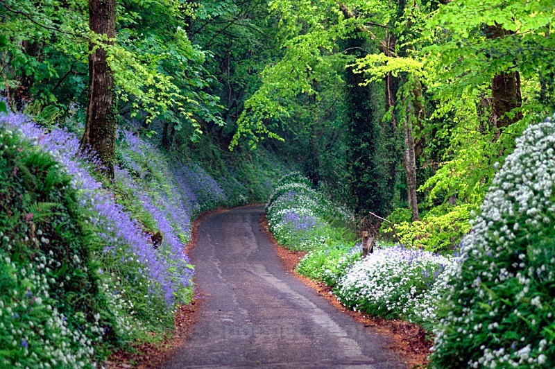 -LO11 no stock  Driving through the bluebell wood - Greeting Cards - Looe