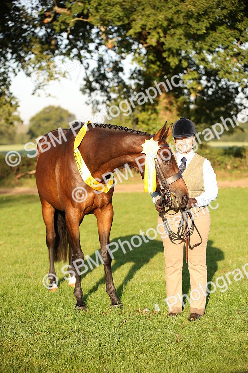 SBM_56931 - S49 - Riding Horse & Hack & Thoroughbred In Hand