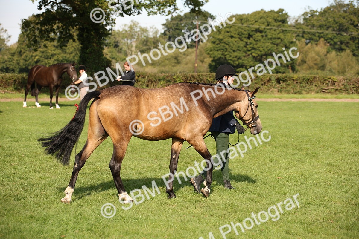 SBM_60123 - S53 - Hunter In Hand