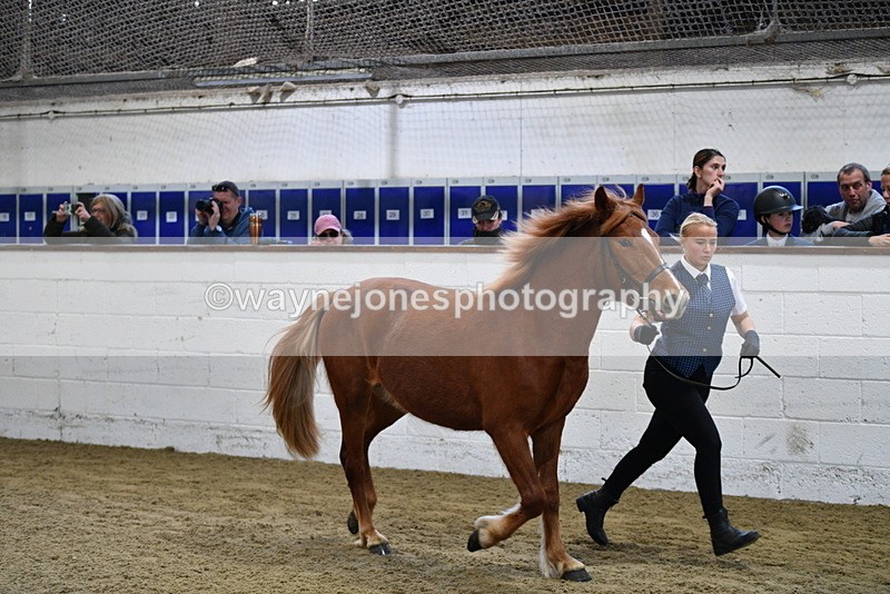 WJ5_3382 - Class 1 Youngstock