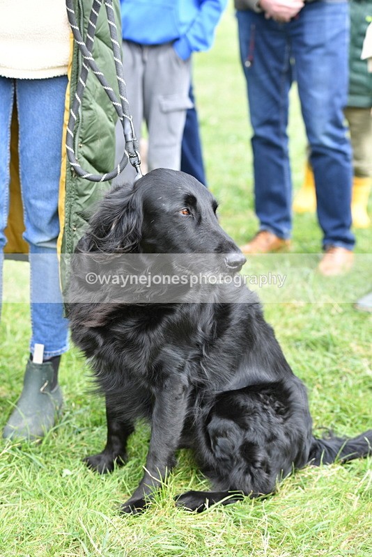 WJ5_9271 - Class 1 Best Cross Breed / Heniz 57