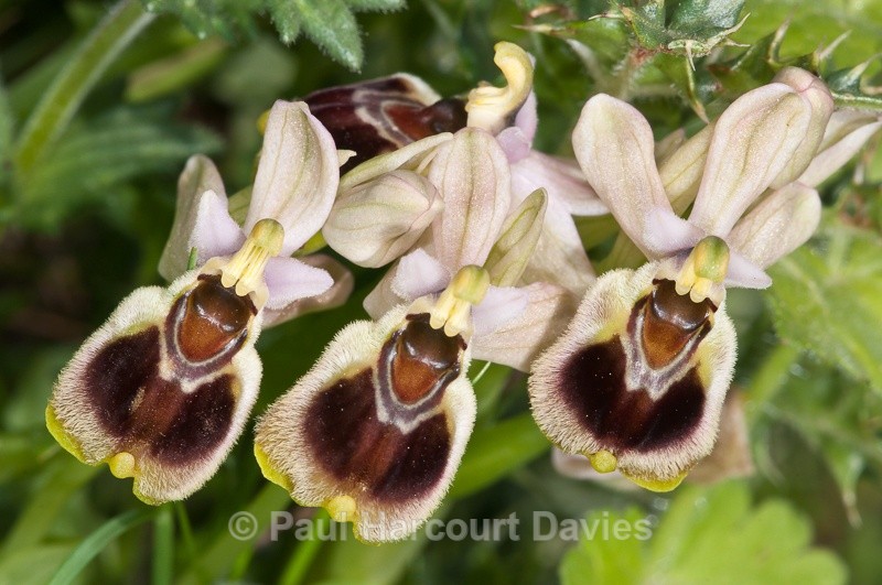  - Orchids - Crete
