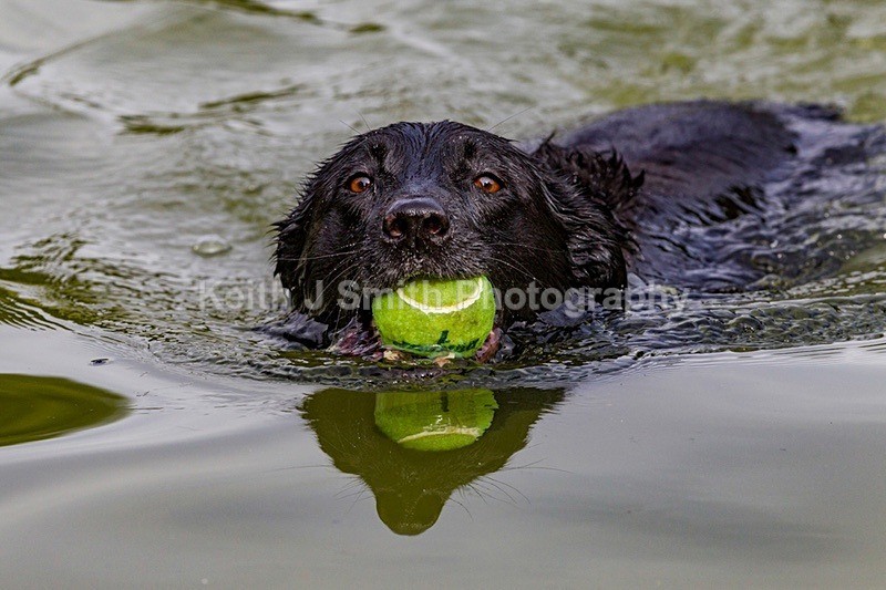 0KJS9259 - Dogs in Abington Park
